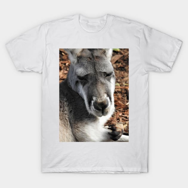 Red Kangaroo T-Shirt by kirstybush